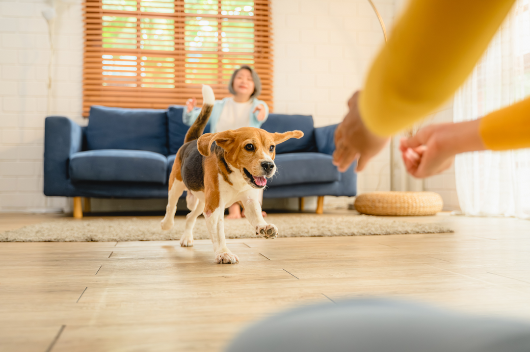Upgrading Your Home for Paws and Whiskers