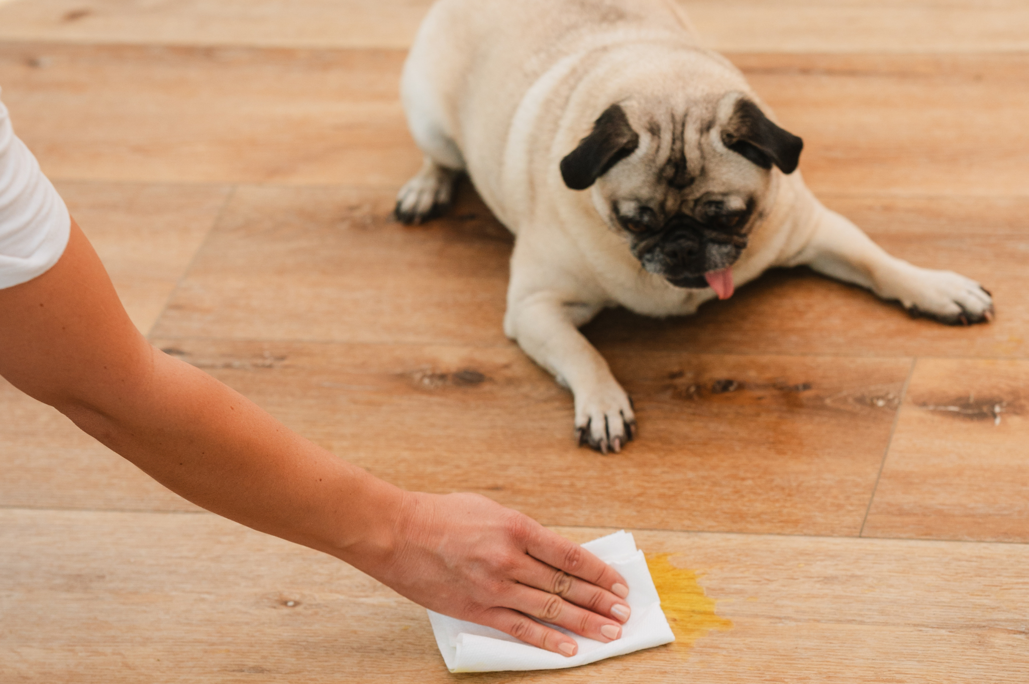 Cleaning Up Pet Stain