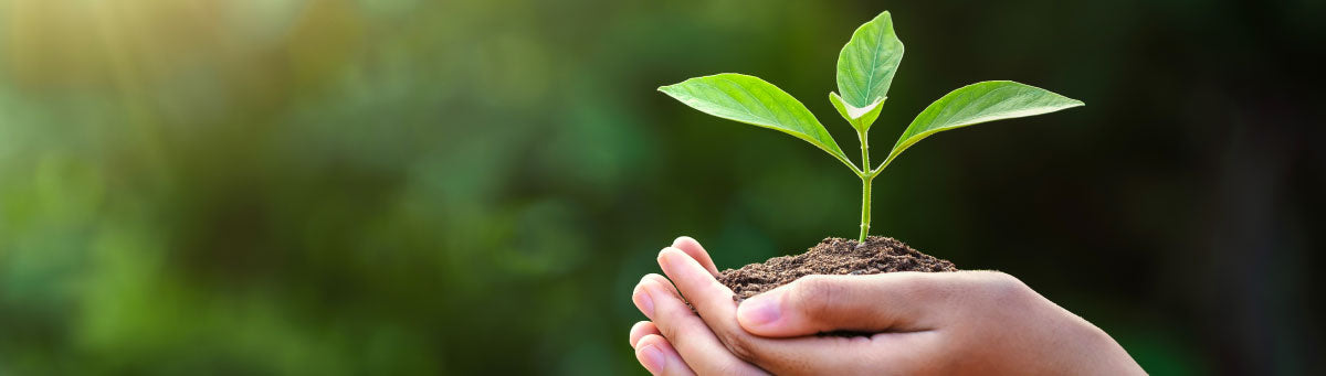 Hands holding a small plant