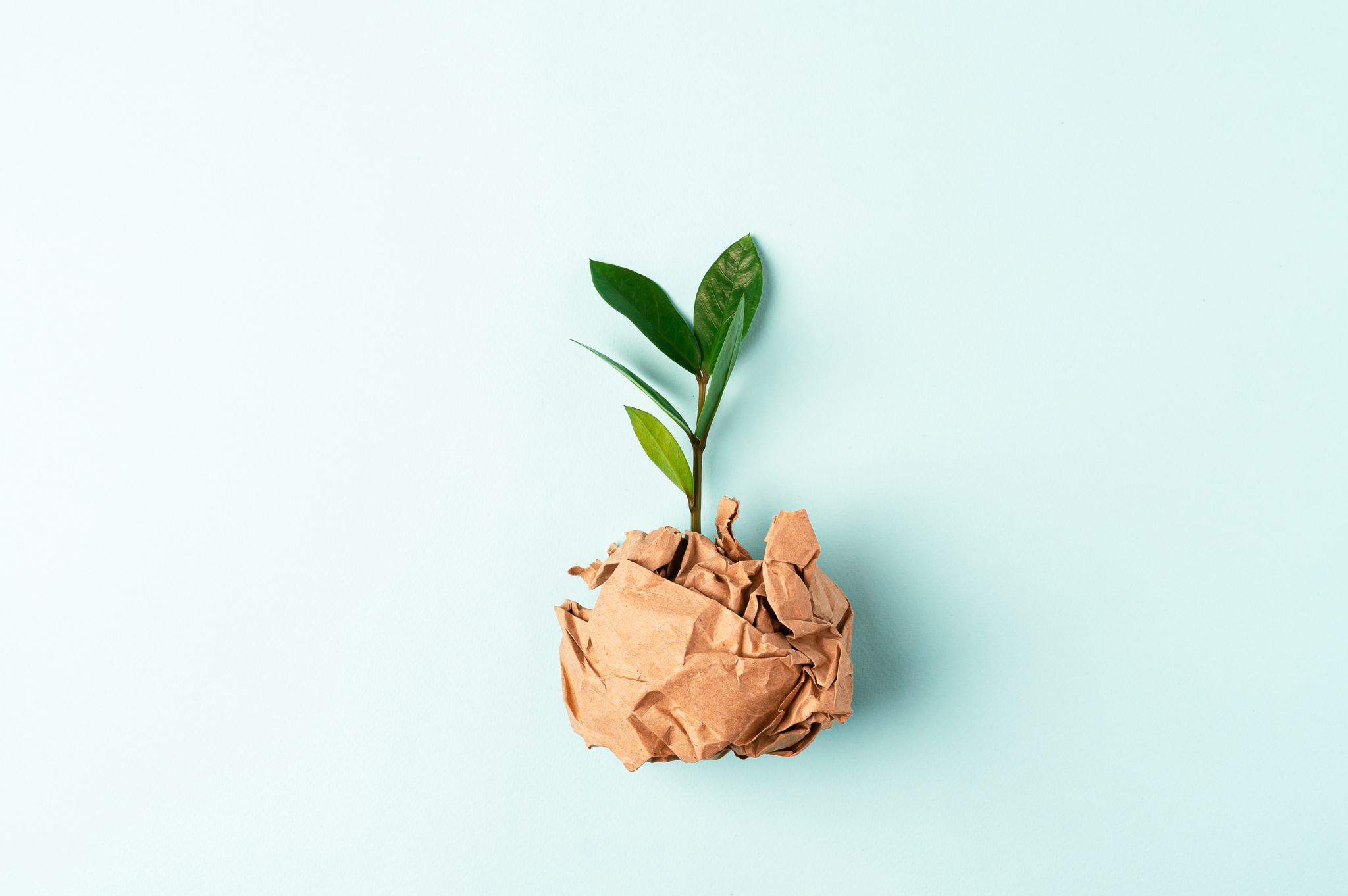 leaf in crinkled up eco-friendly kraft paper