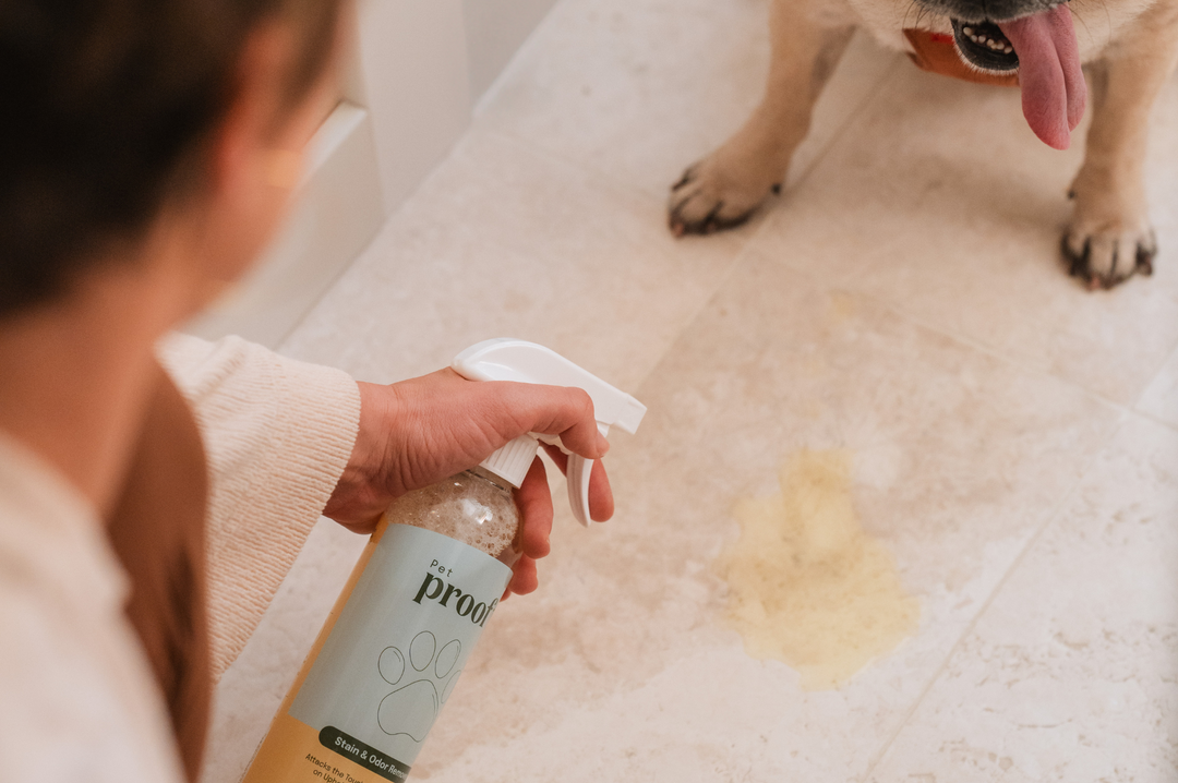 Woman Spraying ProofPlus Pet Stain & Odor Remover on Dog Accident