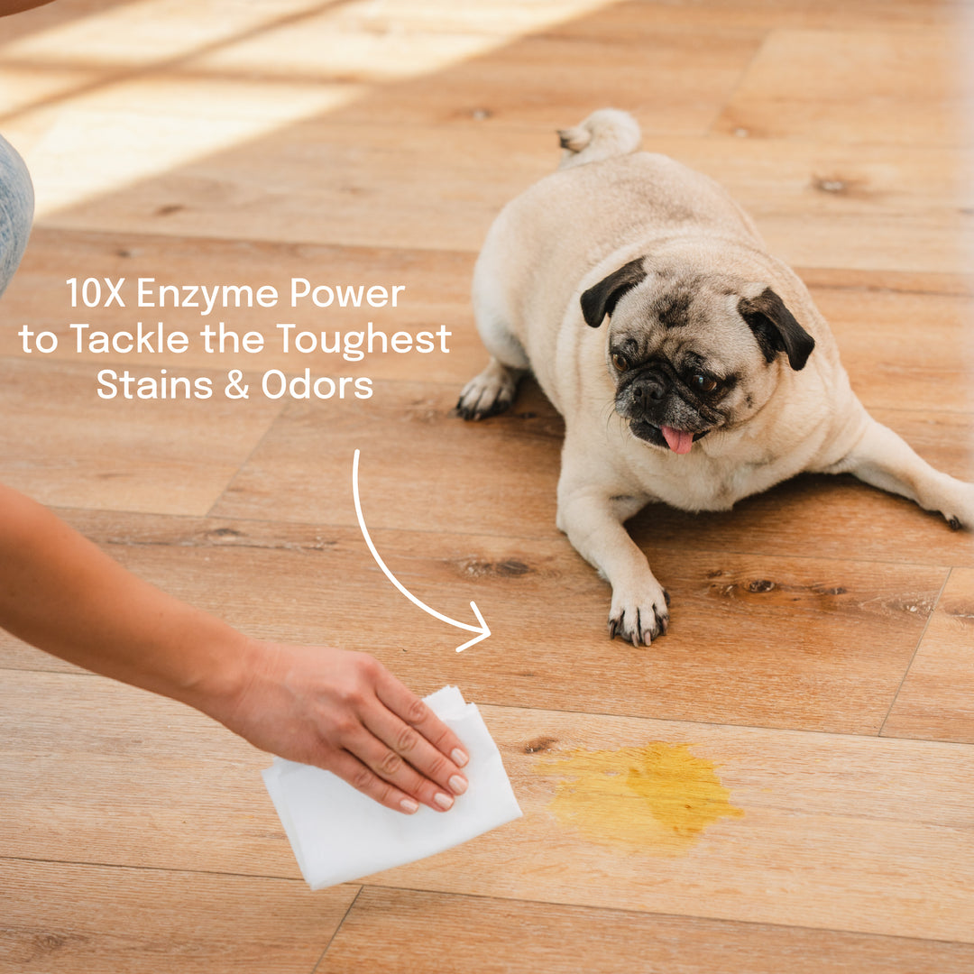 pug watching dog mom wipe up an accident with 10X enzyme power pet stain remover to tackle the toughest stains and odors