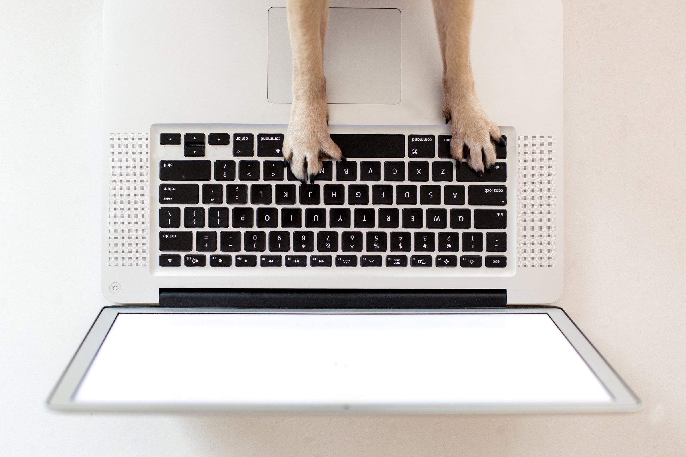 dog using laptop